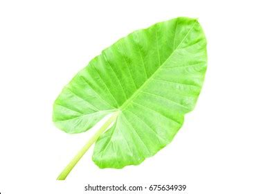 Cocoyam Leaves On White Background Scientific Stock Photo 675634939 | Shutterstock