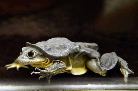 The Endangered 'Scrotum Frog' From Lake Titicaca Is A Global Treasure