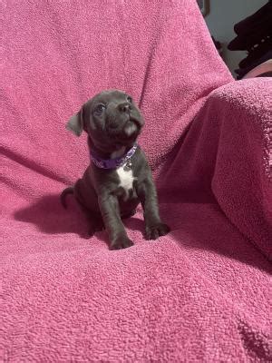Blue Staffordshire terrier puppies ( blue Staffy ) | UKPets