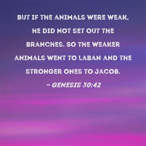 Genesis 30:42 But if the animals were weak, he did not set out the