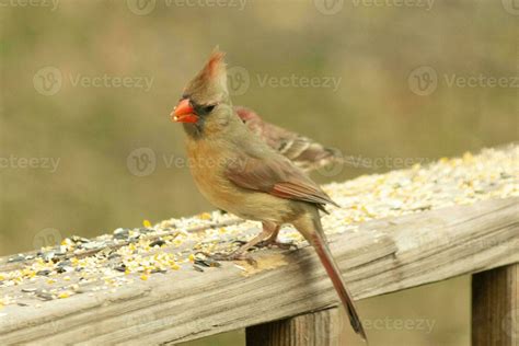 Female Cardinal Stock Photos, Images and Backgrounds for Free Download