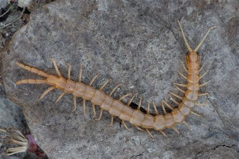 Spike legged Giant Centipede from Pietų Egėjo periferija Graikija on