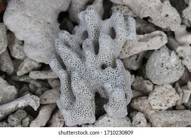 9,054 Dead coral Images, Stock Photos & Vectors | Shutterstock