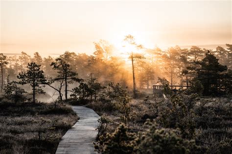 morning mist  tolkuse bog  hiking trail  estonia