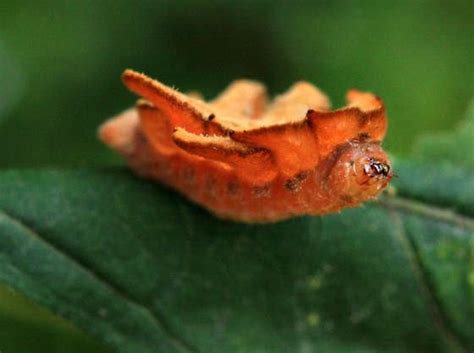 hag moth caterpillar, Phobetron pithecium | Moth caterpillar ...