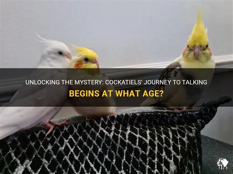 Unlocking The Mystery: Cockatiels' Journey To Talking Begins At What Age? | PetShun