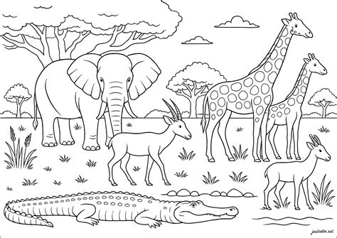 Safari Para Colorir Png - 8