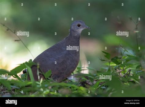 Great Tinamou Tinamus Major Stock Photo Alamy