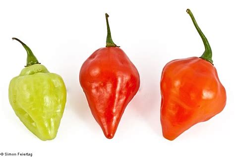 Capsicum chinense - Alchetron, The Free Social Encyclopedia