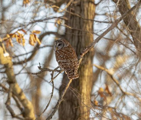 view   beautiful barred owl   branch   forest stock photo