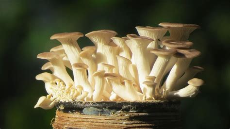 Опята: описание грибов, как выглядят, где растут, двойники съедобных видов