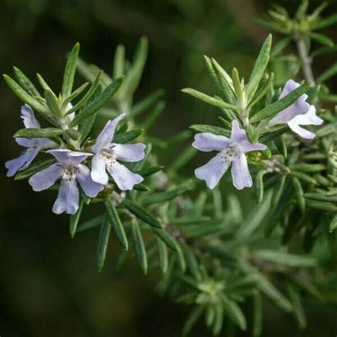 Coastal Rosemary Westringia Fruticosa Indigigrow