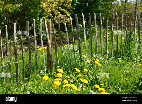 Wooden Fence Willow Fence Wooden Fences Willow Fences Stock Photo