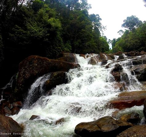 Kanneliya Forest Reserve Mermaid Hotel And Club Attractions