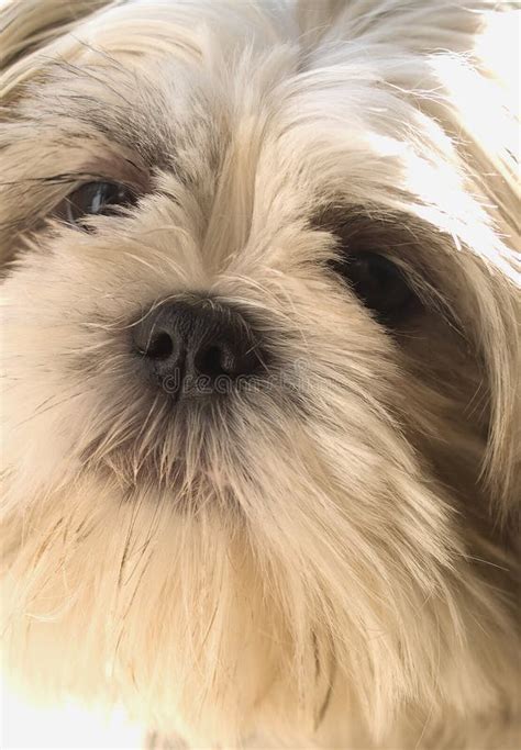 Retrato Do Lapso De Shih Tsu Foto De Stock Imagem De Lapso Shih