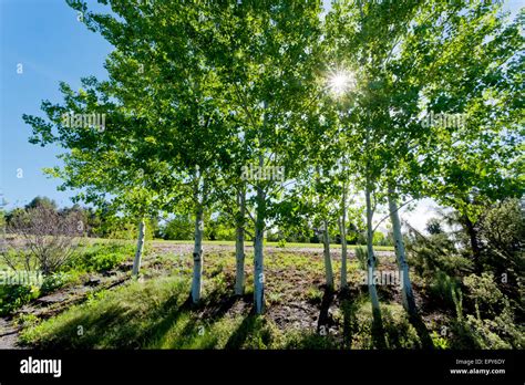 sunlight dappled  trees stock photo alamy