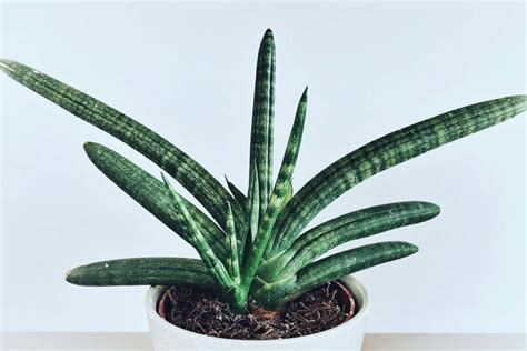 What’s The Best Soil For Snake Plants? – GardenTabs.com