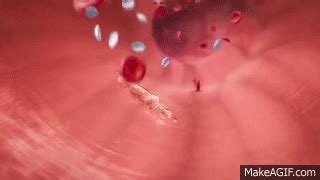blood clot formation coagulation factors platelets    gif