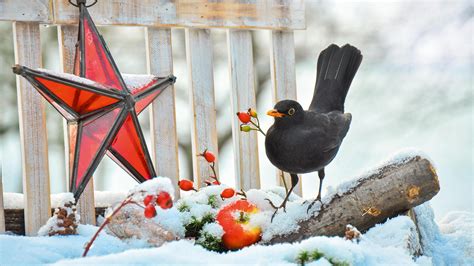 Deko Ideen für den Garten im Winter Schweizer Garten