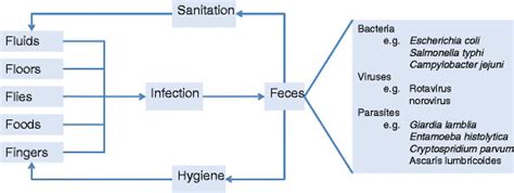 diagram clustering routes  transmission  diarrheal