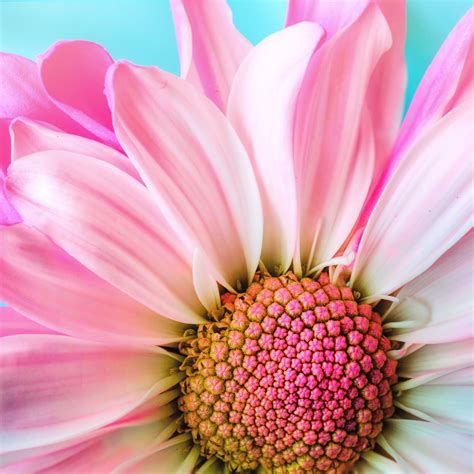 Pink Daisy Wallpapers - 4k, HD Pink Daisy Backgrounds on WallpaperBat