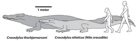 List of Prehistoric Crocodiles - Crocodile Facts