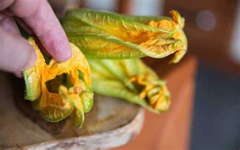 Por Qu Deber As Polinizar A Mano Algunas De Tus Verduras Este A O Y