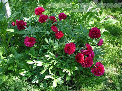 Пион травянистый - Paeonia - фото - выращивание и уход, посадка ...