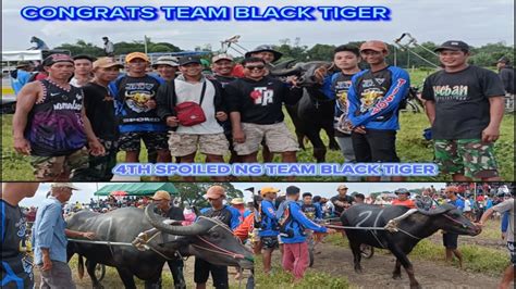 KARERA NG KALABAW SA AKLI MEXICO CONGRATS TEAM BLACK TIGER FULL VIDEO