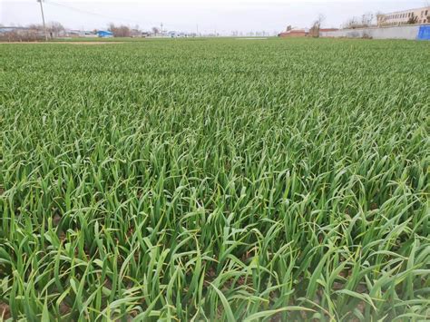 The Garlic Harvest Countdown