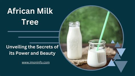 African Milk Tree Unveiling The Secrets Of Its Power And Beauty