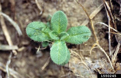 Common Mouse Ear Chickweed Cerastium Fontanum