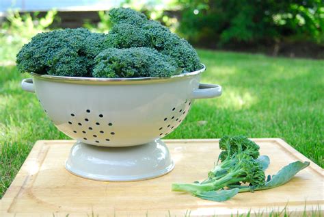 How to Harvest and Freeze Broccoli • Longbourn Farm