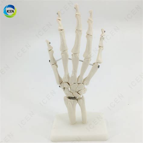 IN-M14 Hand Joint Foot Joint Skeleton Bone Teaching Model - China