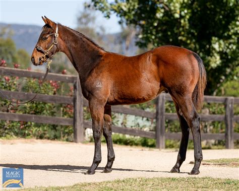 2023 Gold Coast National Weanling Sale Lot 75 Too Darn Hot GB Brigadoon Rise AUS