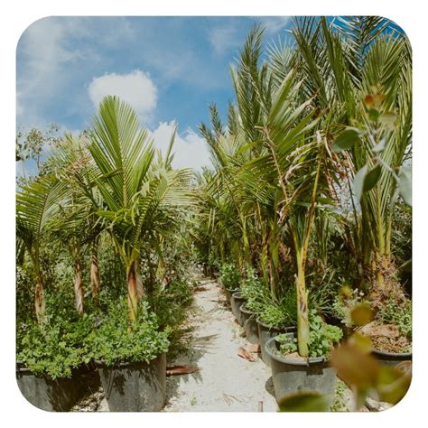 Palms - Antoniou Plantations