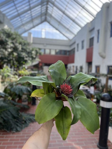 Aechmea Tayoensis La Selva Gartneri