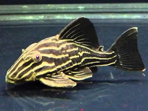 The Complete Guide To Royal Pleco Care Fishkeeping World