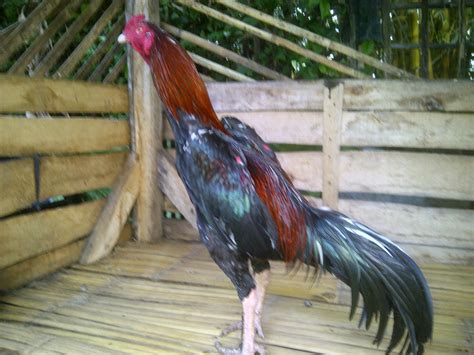 Ayam Bangkok Super Jawara Garut Ayam Bangkok Jawara Ozil