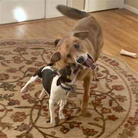 My two dogs would not stop growling and barking at each other. : r/DOG