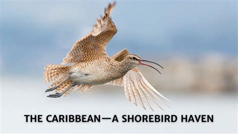 Shorebird Haven Title Youtube Final Birdscaribbean