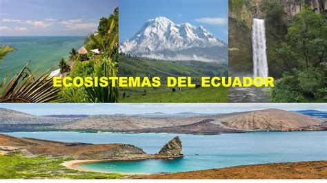 ECOSISTEMAS DEL ECUADOR YouTube