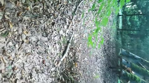 Im Wald Geil Gefickt Free Gay Hd Porn Video E Xhamster Xhamster