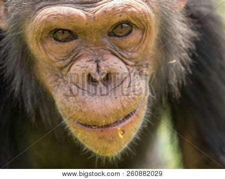 Chimpanzee Consists Image & Photo (Free Trial) | Bigstock