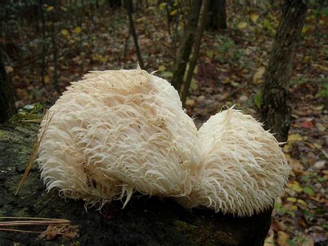 Big White Fungus Photos Diagrams And Topos Summitpost