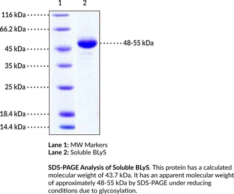 Soluble BLyS BAFF Human Recombinant