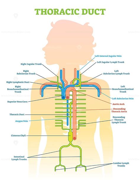 In The Diagram This Letter Structure Represents The Thoracic