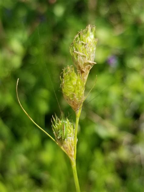 Carex Sect Cyperoideae From Quintana TX USA On April 04 2021 At 12