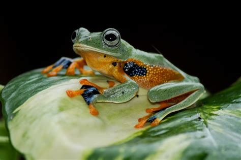 Premium Photo Flying Tree Frog Wallace Frog Javan Tree Frog