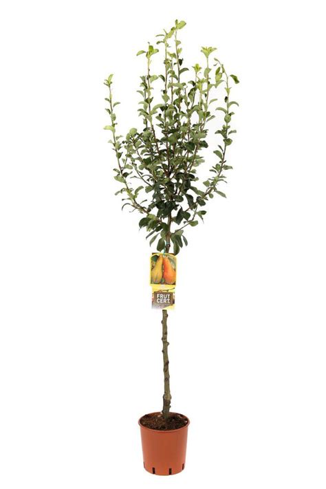 Pyrus Communis Abate Fetel Pero Vendita Online